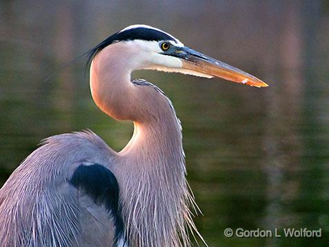 Great Blue Heron_DSCF03189.jpg - Great Blue Heron (Ardea herodias) photographed along the Rideau Canal Waterway at Smiths Falls, Ontario, Canada.